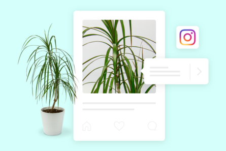 An illustration of a plant being sold inline through instagram